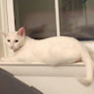 Meet your Posher, Cedrick